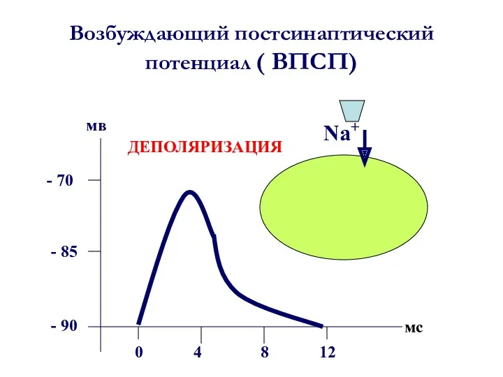 Возбуждающий постсинаптический потенциал ( ВПСП) - 90 - 85 -