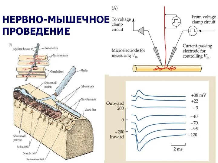 Б НЕРВНО-МЫШЕЧНОЕ ПРОВЕДЕНИЕ