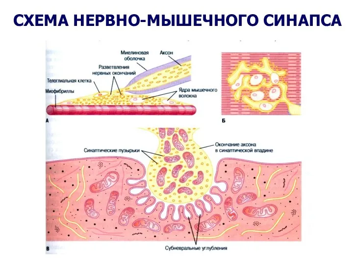 СХЕМА НЕРВНО-МЫШЕЧНОГО СИНАПСА