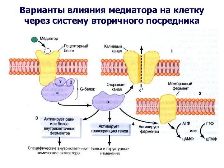 Варианты влияния медиатора на клетку через систему вторичного посредника