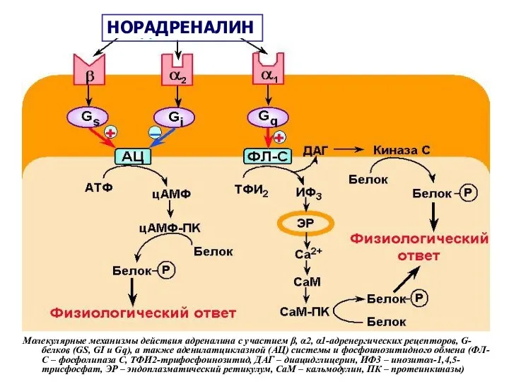 Молекулярные механизмы действия адреналина с участием β, α2, α1-адренергических рецепторов,