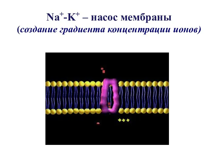 Na+-K+ – насос мембраны (создание градиента концентрации ионов)