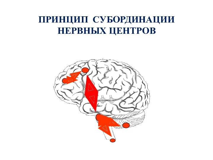 ПРИНЦИП СУБОРДИНАЦИИ НЕРВНЫХ ЦЕНТРОВ