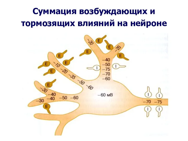 Суммация возбуждающих и тормозящих влияний на нейроне