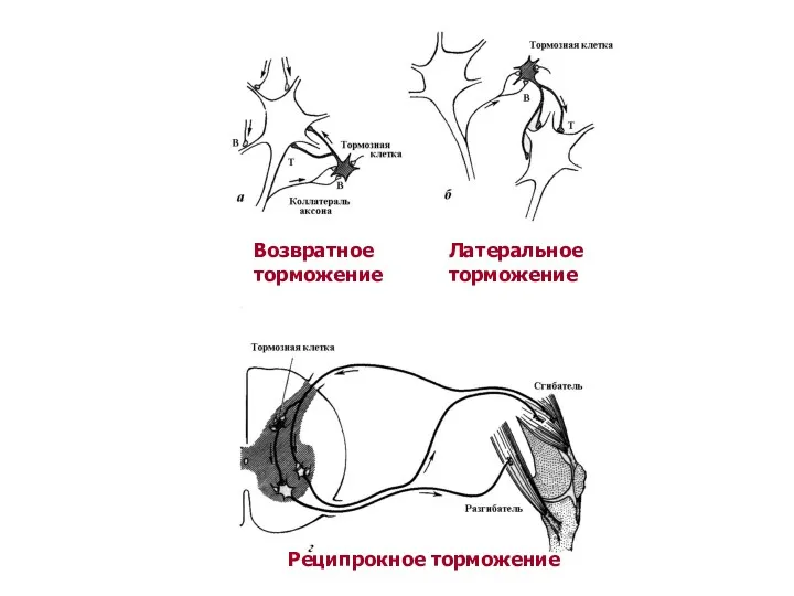Возвратное торможение Латеральное торможение Реципрокное торможение