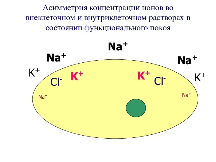Асимметрия концентрации ионов во внеклеточном и внутриклеточном растворах в состоянии