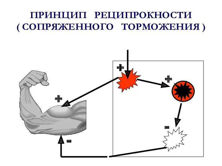 ПРИНЦИП РЕЦИПРОКНОСТИ ( СОПРЯЖЕННОГО ТОРМОЖЕНИЯ ) + + - - +