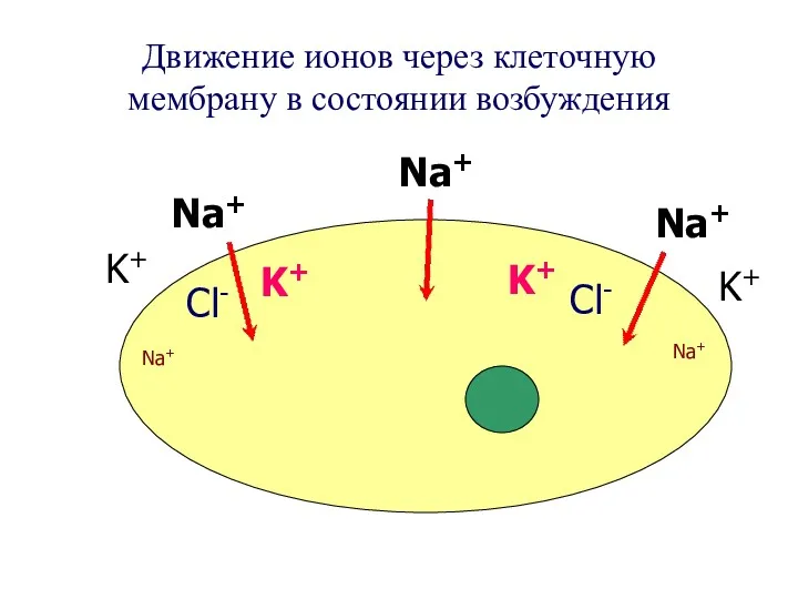 Движение ионов через клеточную мембрану в состоянии возбуждения Na+ Na+