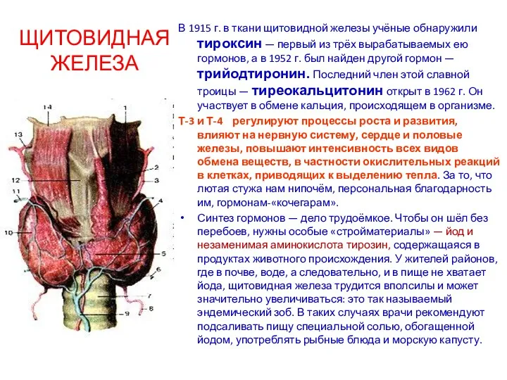 ЩИТОВИДНАЯ ЖЕЛЕЗА В 1915 г. в ткани щитовидной железы учёные