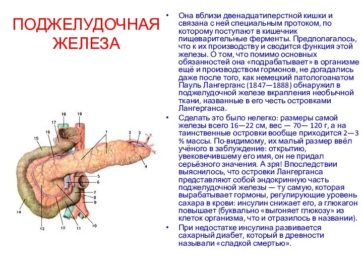 ПОДЖЕЛУДОЧНАЯ ЖЕЛЕЗА Она вблизи двенадцатиперстной кишки и связана с ней