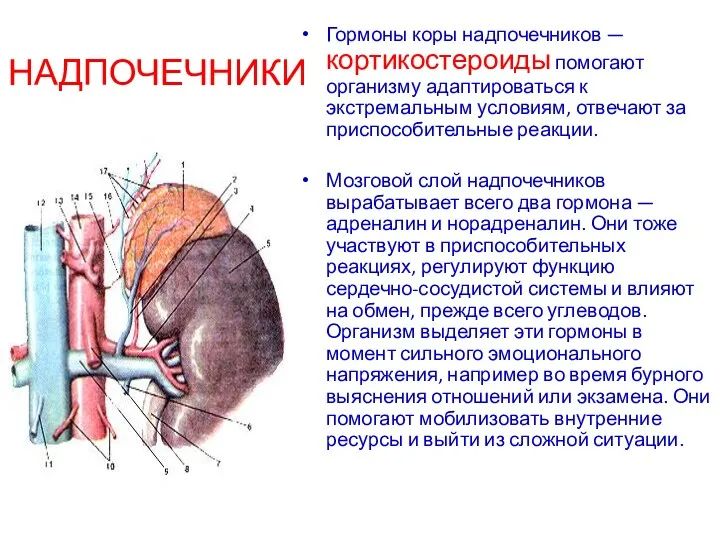 НАДПОЧЕЧНИКИ Гормоны коры надпочечников — кортикостероиды помогают организму адаптироваться к