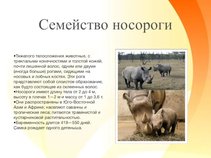 Семейство носороги •Тяжелого телосложения животные, с трехпалыми конечностями и толстой