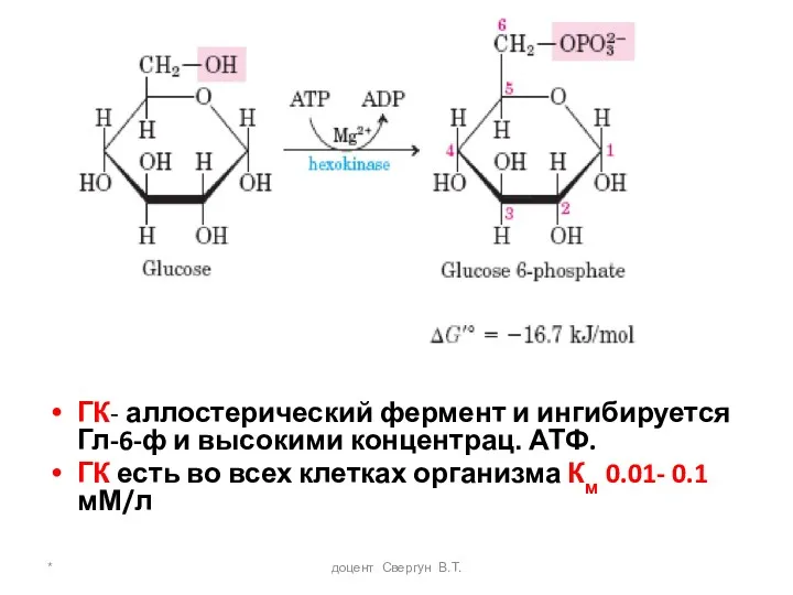 * доцент Свергун В.Т. ГК- аллостерический фермент и ингибируется Гл-6-ф