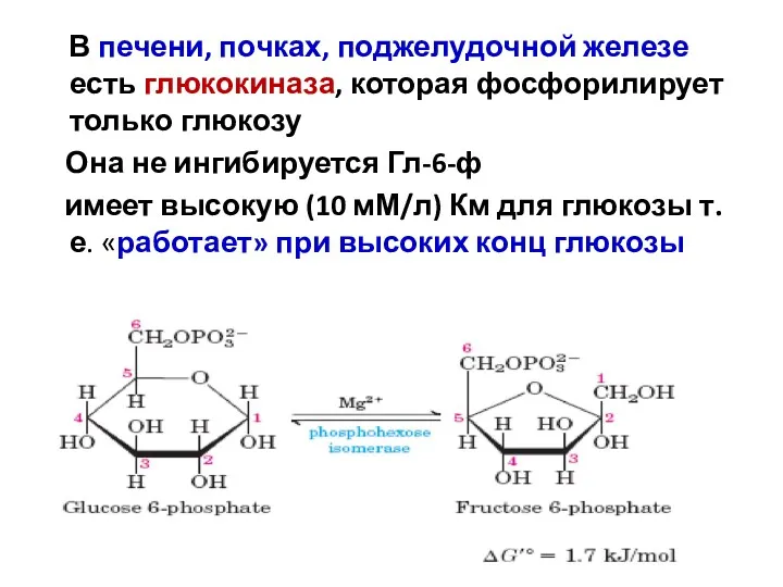 * доцент Свергун В.Т. В печени, почках, поджелудочной железе есть