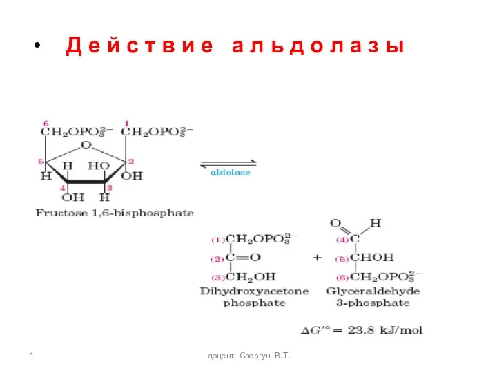 * доцент Свергун В.Т. Д е й с т в