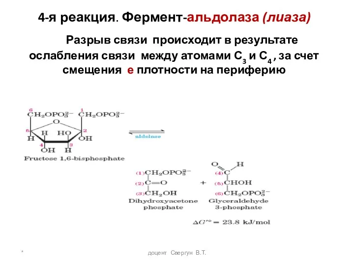 * доцент Свергун В.Т. 4-я реакция. Фермент-альдолаза (лиаза) Разрыв связи