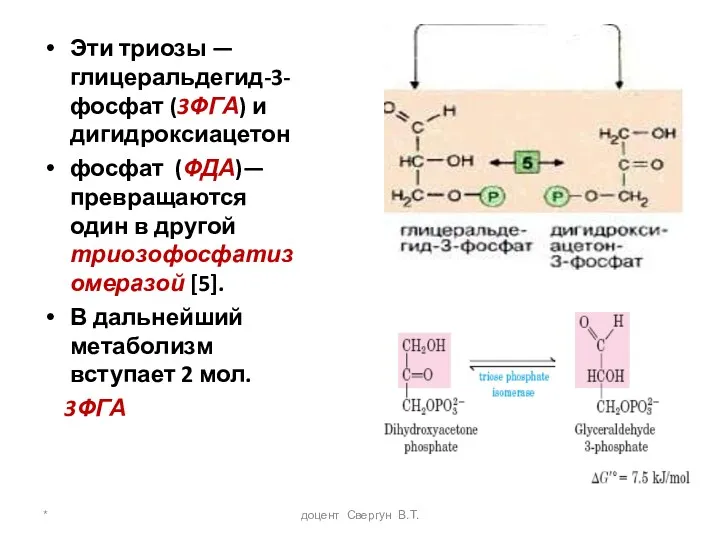 * доцент Свергун В.Т. Эти триозы — глицеральдегид-3-фосфат (3ФГА) и