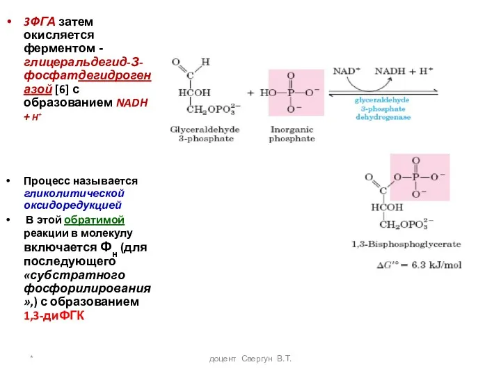 * доцент Свергун В.Т. 3ФГА затем окисляется ферментом -глицеральдегид-З-фосфатдегидрогеназой [6]