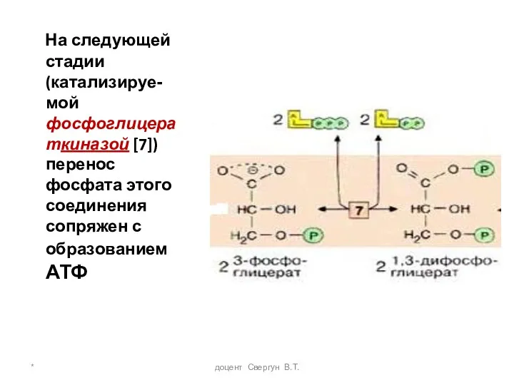 * доцент Свергун В.Т. На следующей стадии (катализируе-мой фосфоглицераткиназой [7])