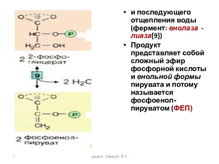 * доцент Свергун В.Т. и последующего отщепления воды (фермент: енолаза