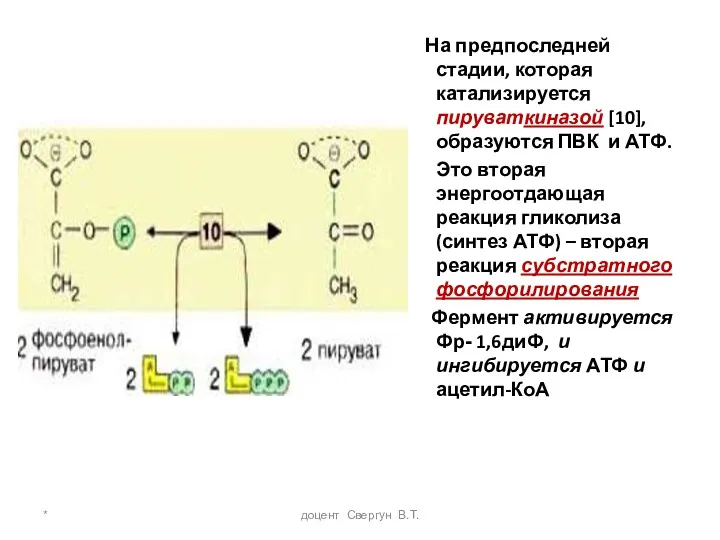 * доцент Свергун В.Т. На предпоследней стадии, которая катализируется пируваткиназой