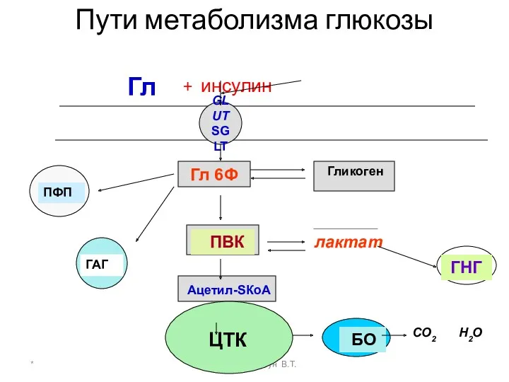 * доцент Свергун В.Т. Пути метаболизма глюкозы Гл + инсулин