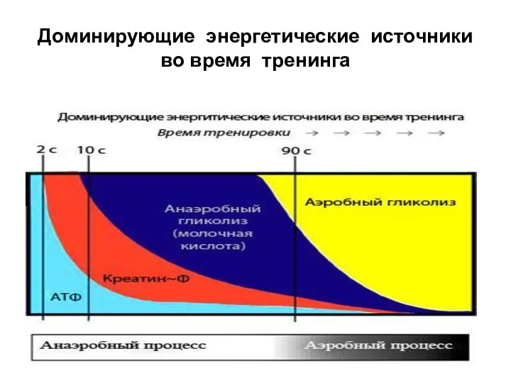 Доминирующие энергетические источники во время тренинга