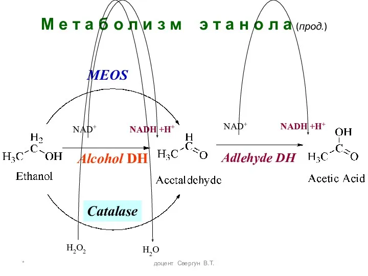 * доцент Свергун В.Т. М е т а б о