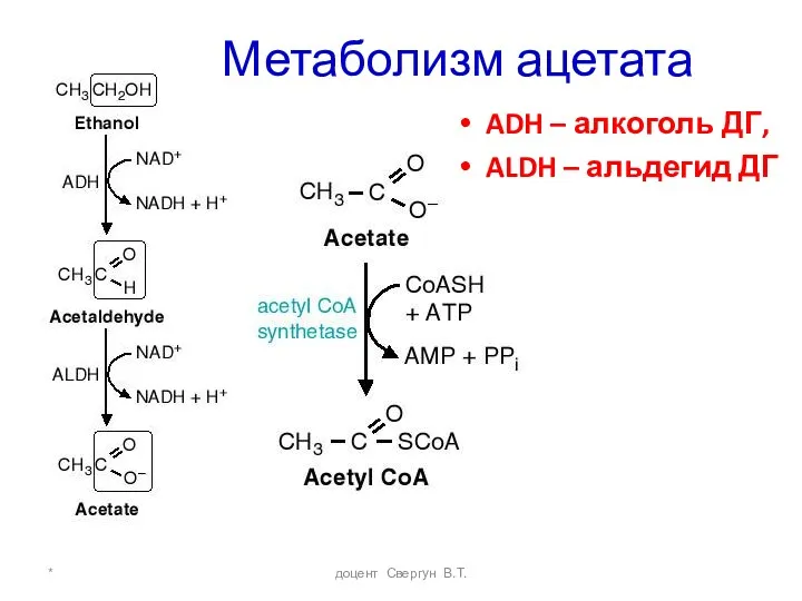 * доцент Свергун В.Т. Метаболизм ацетата ADH – алкоголь ДГ, ALDH – альдегид ДГ