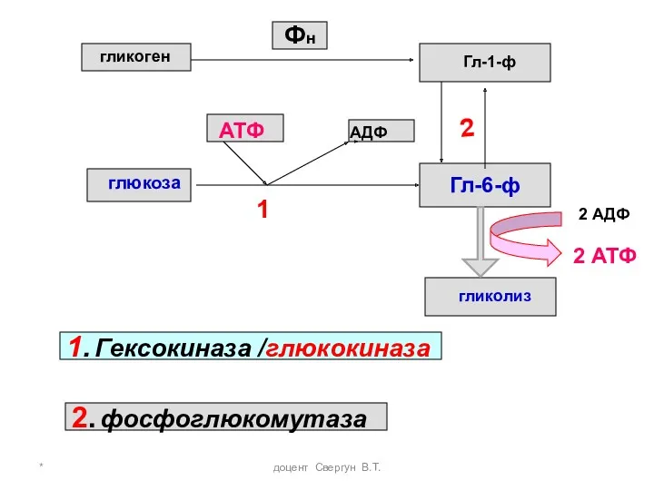 * доцент Свергун В.Т. гликоген Фн Гл-1-ф глюкоза 2 Гл-6-ф