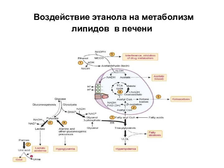 Воздействие этанола на метаболизм липидов в печени