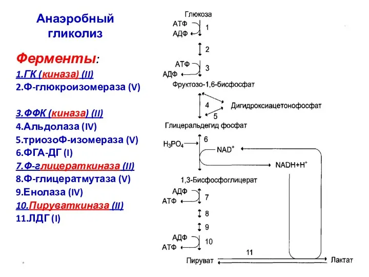 * доцент Свергун В.Т. Анаэробный гликолиз Ферменты: 1.ГК (киназа) (II)