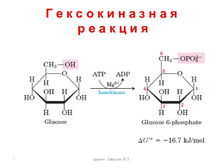 * доцент Свергун В.Т. Г е к с о к