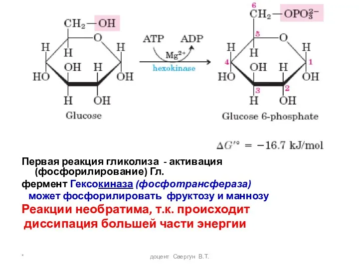 * доцент Свергун В.Т. Первая реакция гликолиза - активация (фосфорилирование)