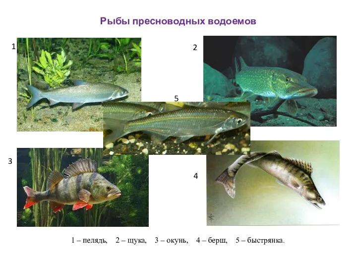 Рыбы пресноводных водоемов 1 – пелядь, 2 – щука, 3