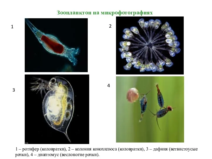 Зоопланктон на микрофотографиях 1 2 3 4 1 – ротифер