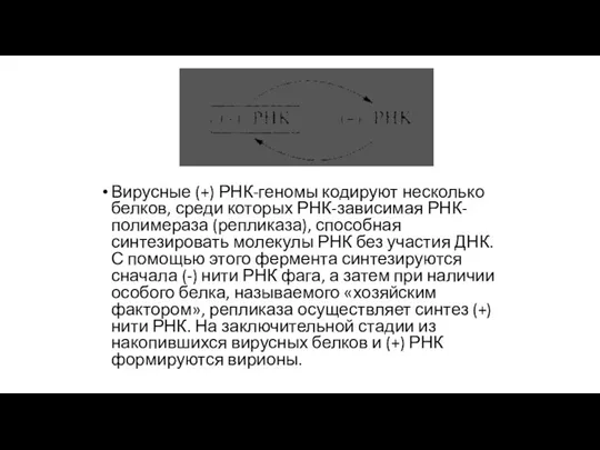 Вирусные (+) РНК-геномы кодируют несколько белков, среди которых РНК-зависимая РНК-полимераза