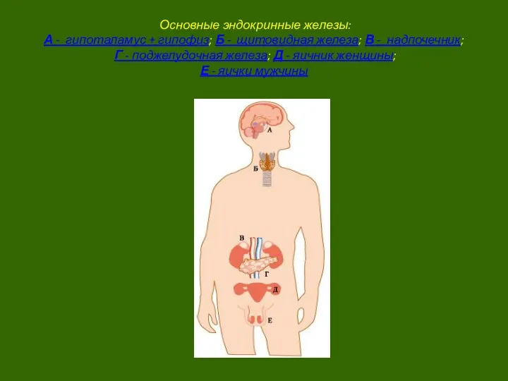 Основные эндокринные железы: А - гипоталамус + гипофиз; Б -