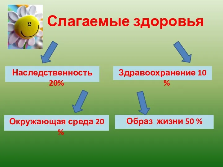 Слагаемые здоровья Наследственность 20% Образ жизни 50 % Здравоохранение 10 % Окружающая среда 20 %