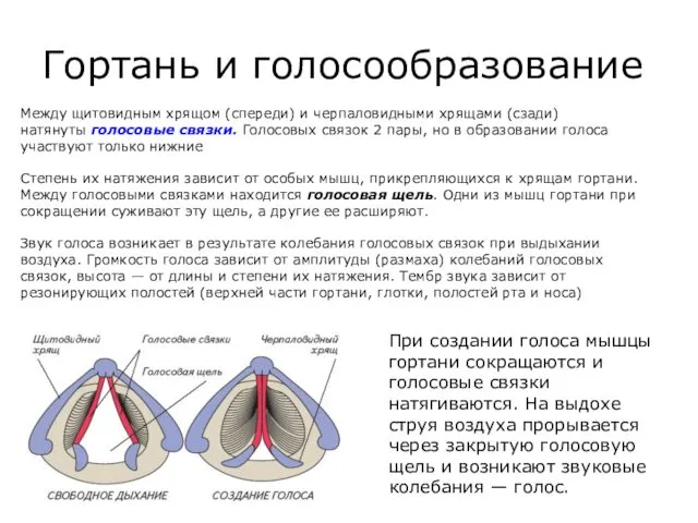 Гортань и голосообразование Между щитовидным хрящом (спереди) и черпаловидными хрящами