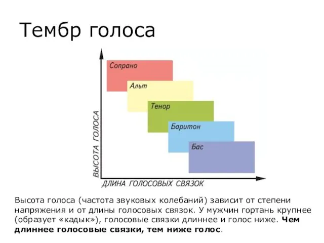 Тембр голоса Высота голоса (частота звуковых колебаний) зависит от степени