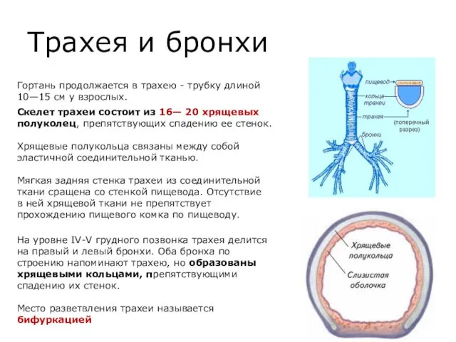 Трахея и бронхи Гортань продолжается в трахею - трубку длиной