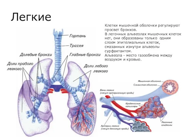 Легкие Клетки мышечной оболочки регулируют просвет бронхов. В легочных альвеолах мышечных клеток нет,