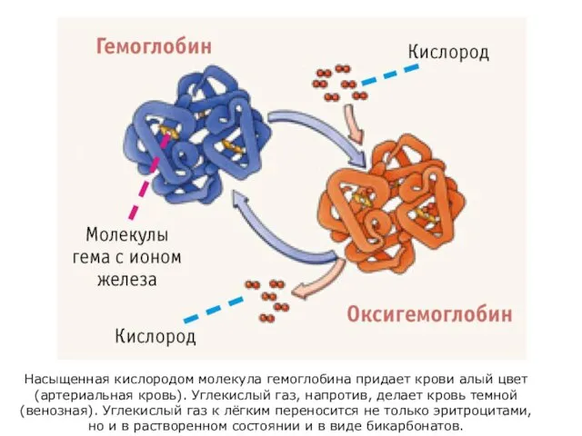 Насыщенная кислородом молекула гемоглобина придает крови алый цвет (артериальная кровь).