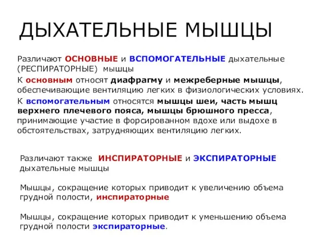 ДЫХАТЕЛЬНЫЕ МЫШЦЫ Различают ОСНОВНЫЕ и ВСПОМОГАТЕЛЬНЫЕ дыхательные (РЕСПИРАТОРНЫЕ) мышцы К основным относят диафрагму