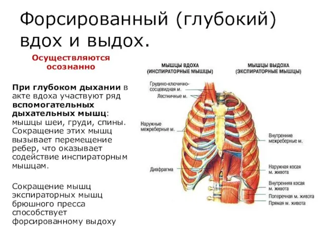 Форсированный (глубокий) вдох и выдох. Осуществляются осознанно При глубоком дыхании