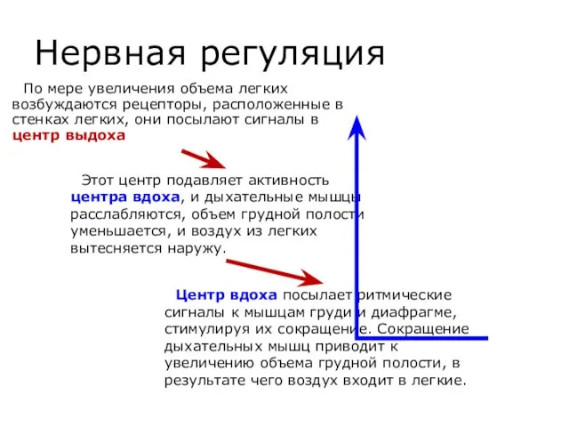 Нервная регуляция По мере увеличения объема легких возбуждаются рецепторы, расположенные в стенках легких,