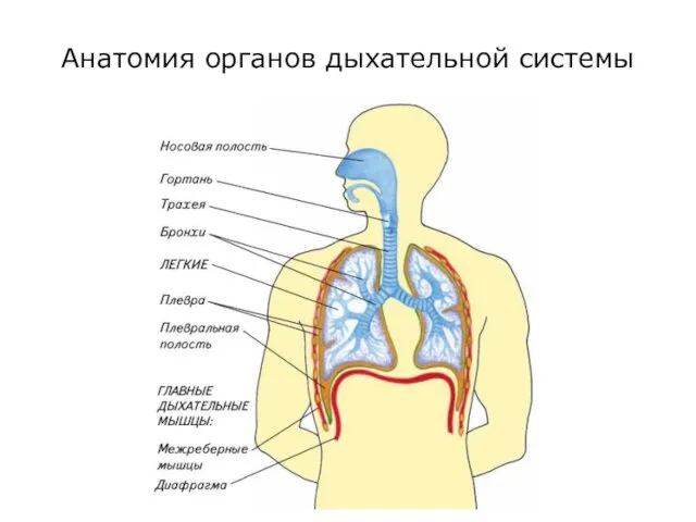 Анатомия органов дыхательной системы