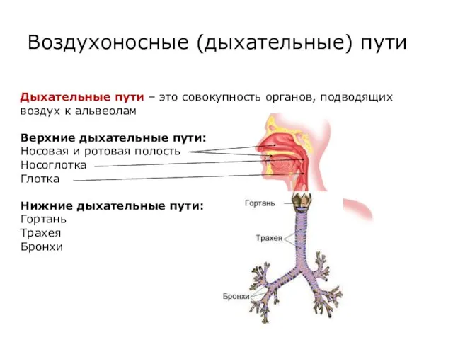 Дыхательные пути – это совокупность органов, подводящих воздух к альвеолам