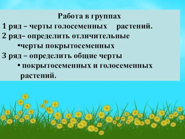 Работа в группах 1 ряд – черты голосеменных растений. 2